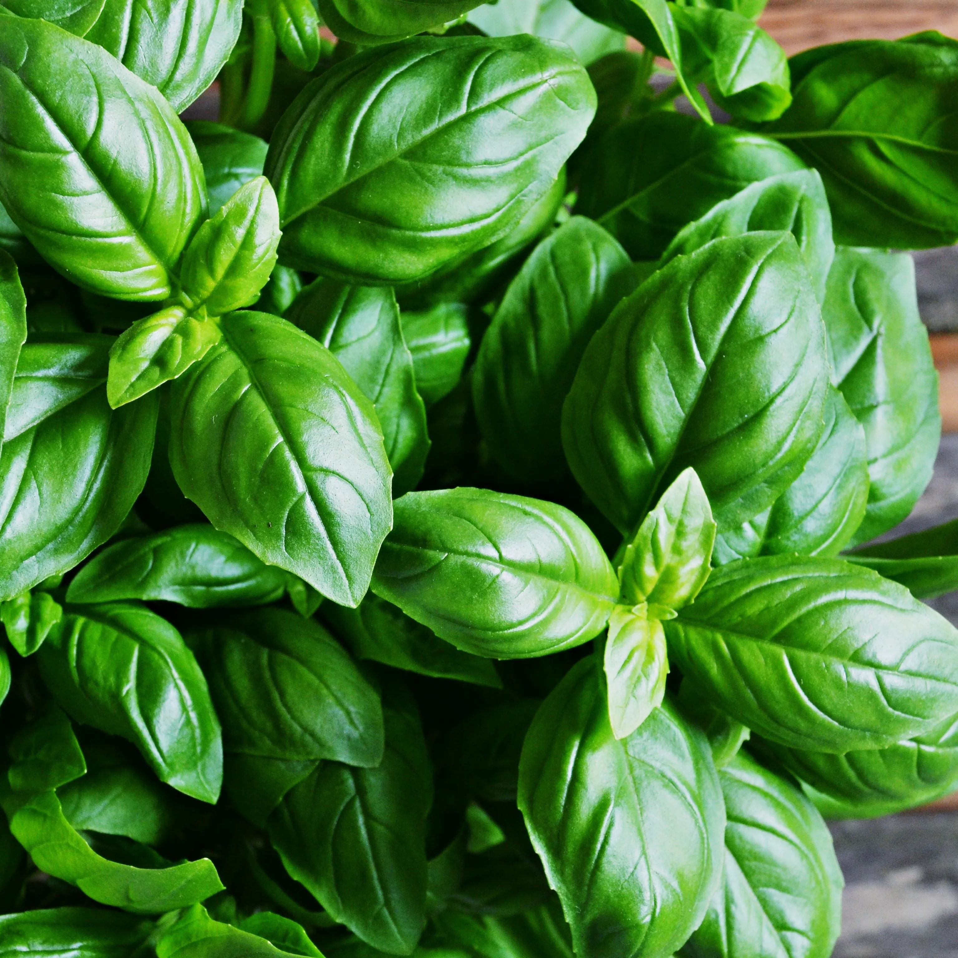 Basil Essential Oil (Sweet)