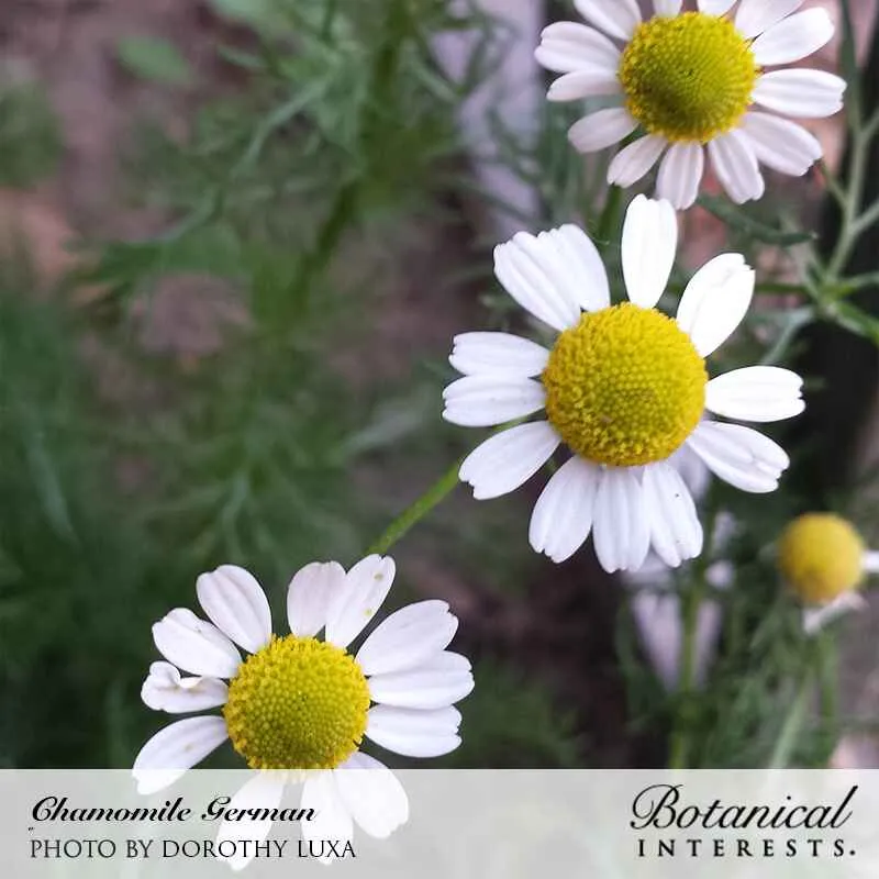 German Chamomile Seeds