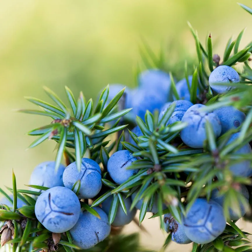 Juniper Berry Essential Oil