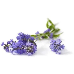 Lavender E-Liquid